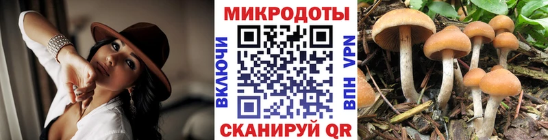 хочу   Хабаровск  Галлюциногенные грибы Psilocybine cubensis 